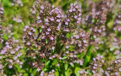 ebike ruta ljekovitog bilja